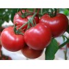宜昌硬粉西红柿育苗厂 口感番茄种苗基地