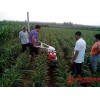 多功能开沟培土机视频农用开沟培土机配件小型农用培土机